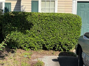 Bush Trimming by Pierce Anfield for Joshua C. in Evans, GA