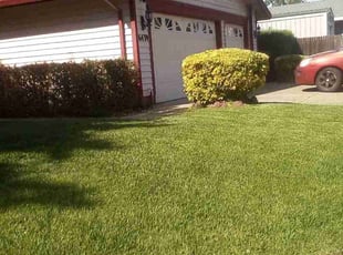 Bush Trimming by Jason Vizenor for Louis R. in Citrus Heights, CA