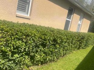 Bush Trimming by Alphonso Sharp for Andrew P. in Lutz, FL