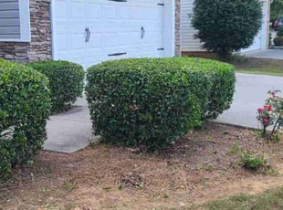 Bush Trimming by Denise Santana for Antwan S. in Cartersville, GA