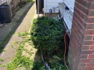 Bush Trimming by James Sedlak for Danielle D. in Scranton, PA