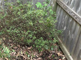 Bush Trimming by Chris Reid for Paula W. in Greensboro, NC