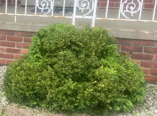 Weeding by Ricardo Binyard Jr for Isaac R. in Eastpointe, MI