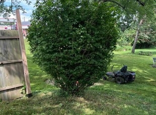 Bush Trimming by Brian Adkins for Danie D. in Mansfield, OH