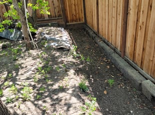 Leaf Removal by Eric Cruz for Vamshi B. in San Jose, CA