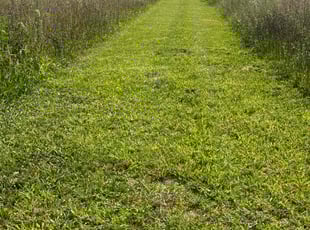 Aleksandar M.'s Lawn Mowing service result