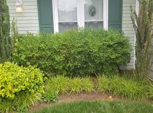 Bush Trimming by Miguel Santos for Mary A. in Silver Spring, MD