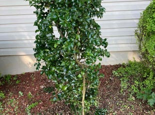 Bush Trimming by Dante Rivera for Hobson H. in Feasterville-Trevose, PA