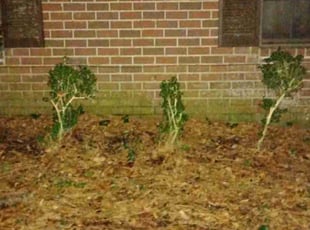 Bush Trimming by Cynthia Freeman for Jeff C. in Fairhope, AL