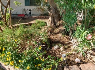 Bush Trimming by Nick Steffes for Darby B. in Phoenix, AZ
