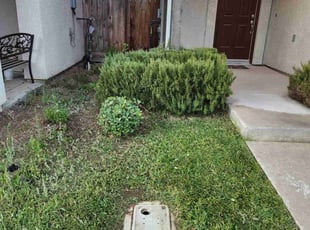 Bush Trimming by Angie Santiago for Curtis P. in Fresno, CA
