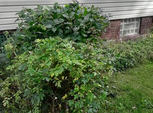 Bush Trimming by Donovan Forbes for Lawrence J. in Rochester, NY