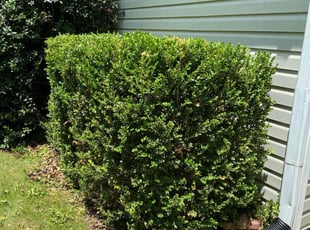 Bush Trimming by Caleb Marshall for Jared W. in Powder Springs, GA