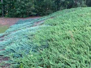 Weeding by Enrique Juarez for Eli M. in Canton, GA