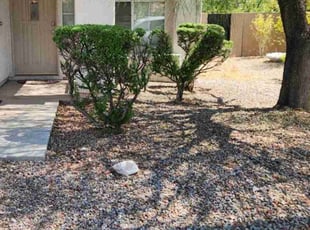 Bush Trimming by Lamont Johnson for Nick O. in Las Vegas, NV