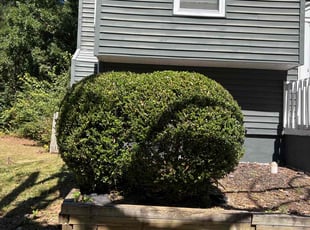 Bush Trimming by Elijah Knight for Jalisa S. in Kennesaw, GA