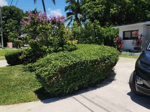 Bush Trimming by Octavios Fagan for Chris C. in Miami, FL