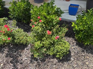 Weeding by Vincent Mann for John M. in Indian Trail, NC