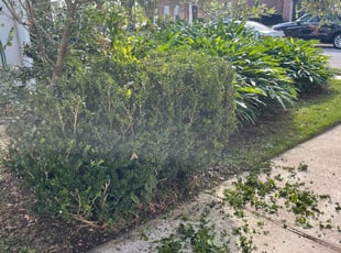 Bush Trimming by Juan Manson for Ellen R. in Metairie, LA