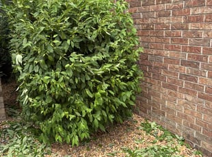 Bush Trimming by Phoeun Phal for Keith J. in Wichita, KS