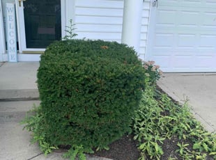 Bush Trimming by B.J. Schuetz for Sam B. in Westerville, OH