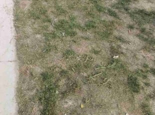 Cleanups by Tylon Newcomb for Preston C. in Aurora, CO