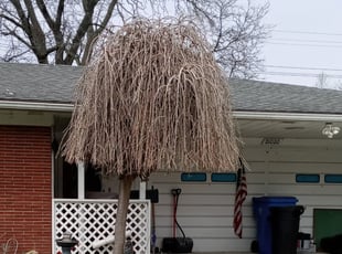Bush Trimming by Z. T. for Jack M. in Dearborn Heights, MI