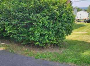 Bush Trimming by Matthew Beaupre for Robert K. in Vernon, CT
