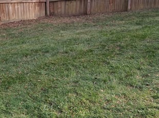 Leaf Removal by Cassandra Blackson for Adam C. in Waxhaw, NC