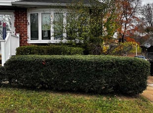 Bush Trimming by Scott Source for Rainbow Bright S. in Owings Mills, MD