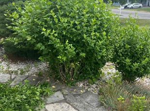 Bush Trimming by Eriana Walker for Salman K. in Syracuse, NY