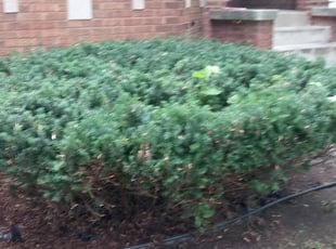Bush Trimming by charles hill for Suzanne P. in Forest Park, IL