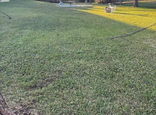 Layneja S.'s Lawn Mowing service result