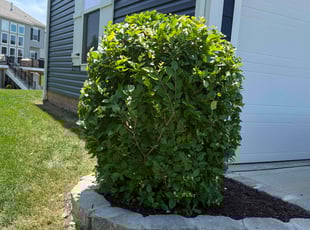 Bush Trimming by Ronald Coleman for Purvi P. in Dublin, OH
