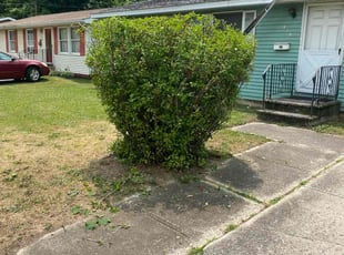 Bush Trimming by Jhon Reyes for Jeffrey A. in Burlington, NJ