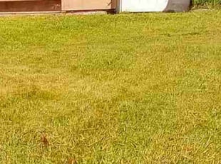 Jenn H.'s Lawn Mowing service result