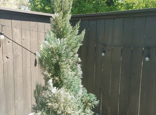 Bush Trimming by Jimmy Young for Emily S. in Houston, TX