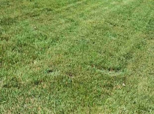 Weeding by Jeremy Osell for McKayla K. in Minneapolis, MN