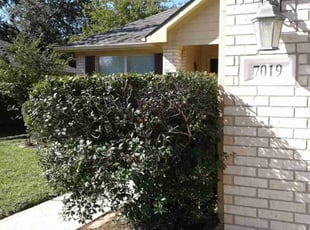 Bush Trimming by Alexis Perez for Amanda J. in Cypress, TX