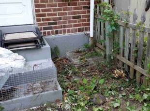 Cleanups by Matt Brady for Annette O. in Philadelphia, PA