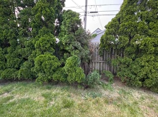 Bush Trimming by Jordan Eldridge for Annette J. in Calumet City, IL