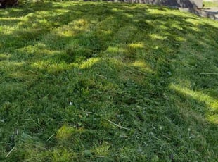 Dianne P.'s Lawn Service service result