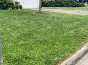 Ellie C.'s Yard Cutting service result