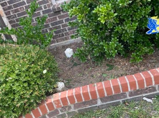 Weeding by Adolfo Gonzalez Castaneda for Emilee H. in Red Oak, TX