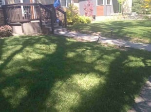 Penny B.'s Lawn Mowing service result