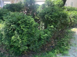 Bush Trimming by Adam Kersey for Morgan S. in Charlotte, NC