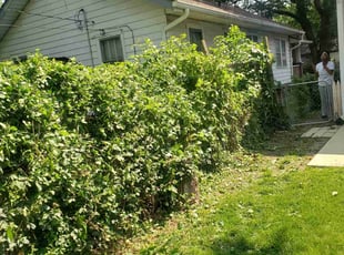 Bush Trimming by James Corbin for Michael S. in Indianapolis, IN