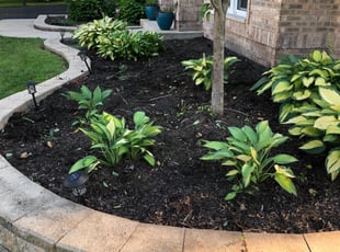 Weeding by Ishamal Bailey for Jeninne H. in Oswego, IL