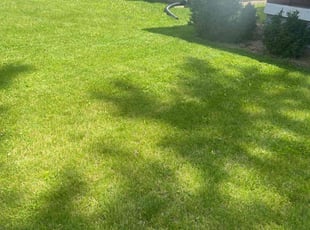 Neal S.'s Grass Cutting service result