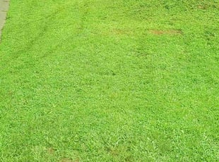 Betty P.'s Lawn Mowing Service service result